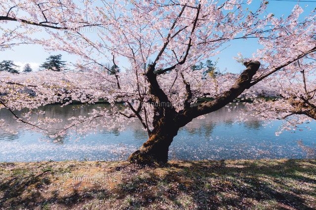 青森県・弘前市・弘前公園の桜（弘前さくらまつり）[10889000351]の