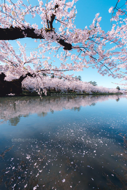 青森県・弘前市・弘前公園の桜（弘前さくらまつり）[10889000349]の
