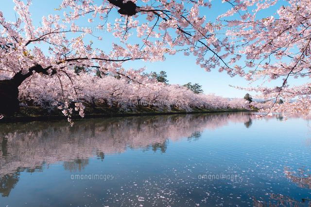 青森県・弘前市・弘前公園の桜（弘前さくらまつり）[10889000351]の