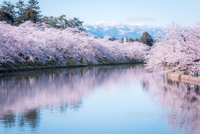 青森県・弘前市・弘前公園の桜（弘前さくらまつり）[10889000351]の