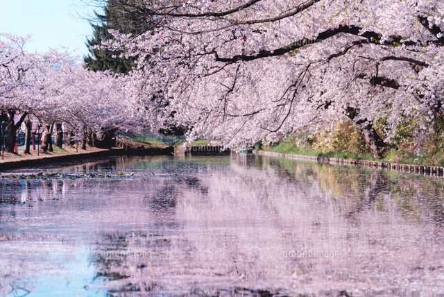 青森県弘前公園の桜（弘前さくらまつり）[10889000413]の写真