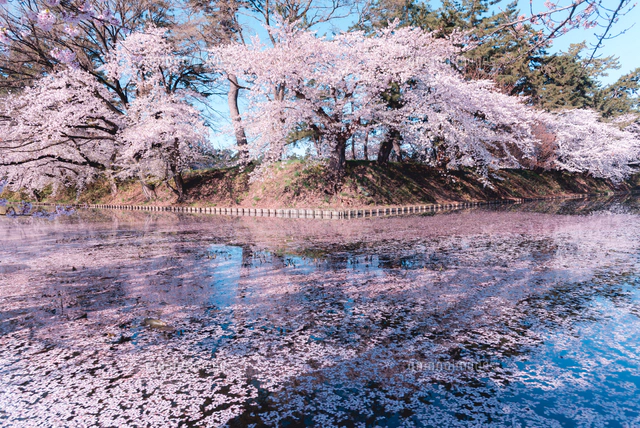 求正美、【見付天神】、希少画集画、風景、自然、さくら 青森県・弘前市・弘前公園の桜（弘前さくらまつり）[10889000349]の