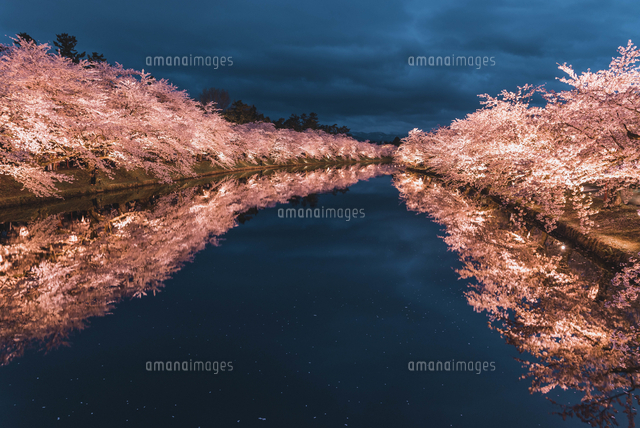 青森県・弘前市・弘前公園の桜（弘前さくらまつり）[10889001629]の