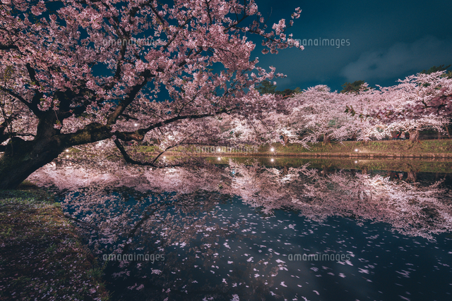青森県・弘前市・弘前公園の桜（弘前さくらまつり）[10889001632]の