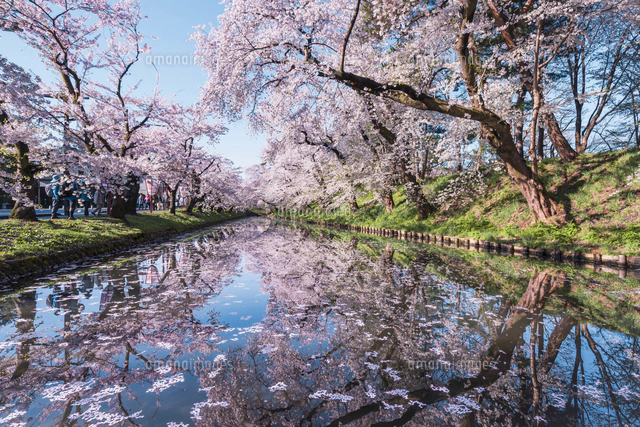 求正美、【見付天神】、希少画集画、風景、自然、さくら 青森県・弘前市・弘前公園の桜（弘前さくらまつり）[10889000349]の