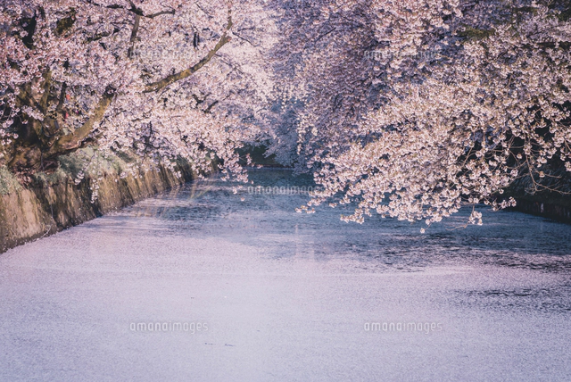 青森県・弘前市・弘前公園の桜（弘前さくらまつり）[10889001619]の