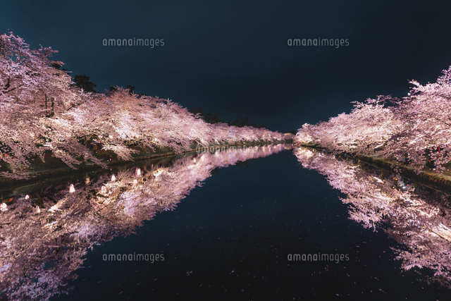 青森県・弘前市・弘前公園の桜（弘前さくらまつり）[10889001683]の
