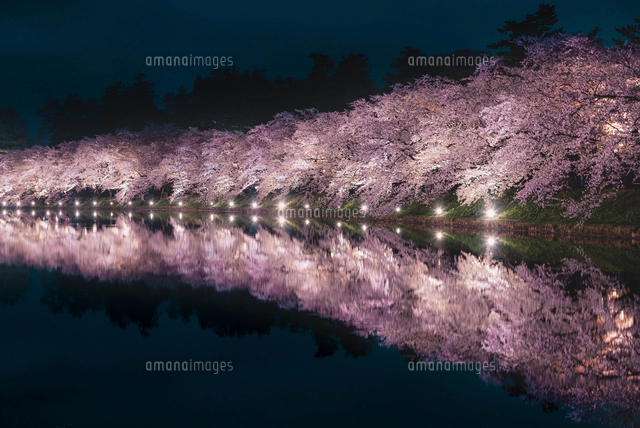 青森県・弘前市・弘前公園の桜（弘前さくらまつり）[10889001683]の