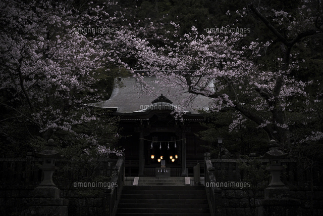鎌倉 御霊神社の桜 の写真素材 イラスト素材 アマナイメージズ