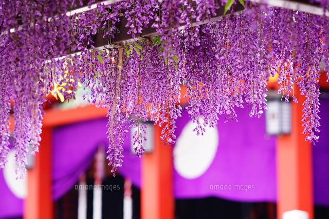 日枝神社の満開の藤の花 の写真素材 イラスト素材 アマナイメージズ