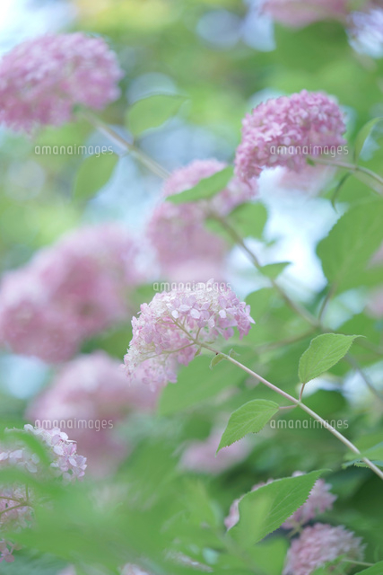 紫陽花 ピンクアナベル の写真素材 イラスト素材 アマナイメージズ