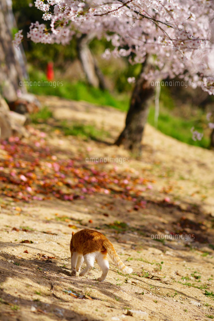 猫と桜 の写真素材 イラスト素材 アマナイメージズ