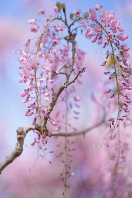 藤の花 の写真素材 イラスト素材 アマナイメージズ