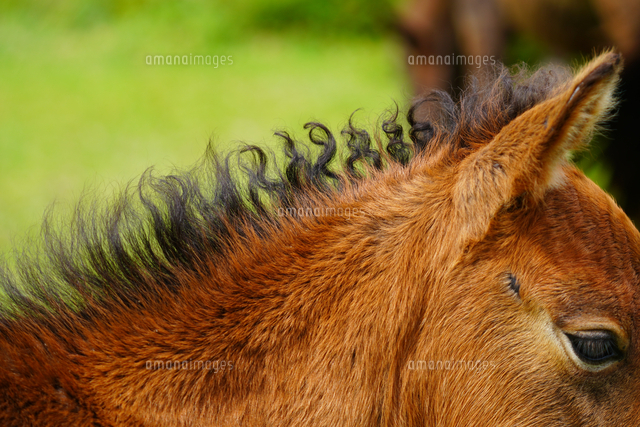 キズナ　馬の毛　たてがみ キズナ～記録より記憶に残る、絆の名馬〜 | ウマフリ | 競馬