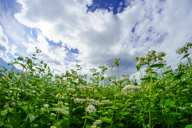 蕎麦の花 の写真素材 イラスト素材 アマナイメージズ
