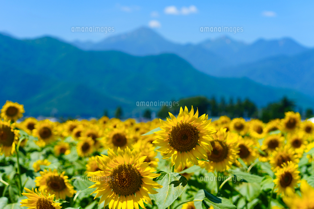 北アルプスを背景に咲くひまわり の写真素材 イラスト素材 アマナイメージズ