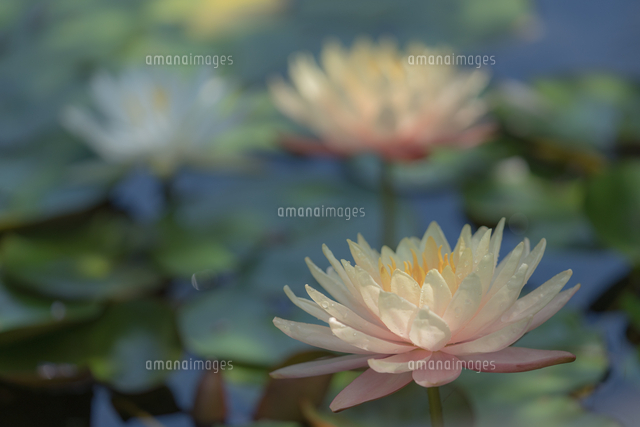睡蓮 の写真素材 イラスト素材 アマナイメージズ