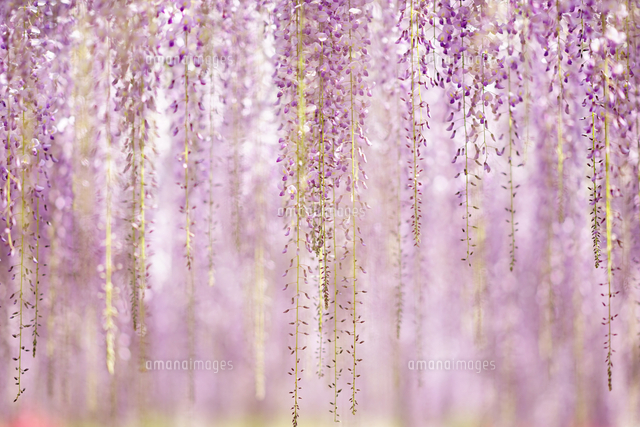 あしかがフラワーパークの藤の花 の写真素材 イラスト素材 アマナイメージズ