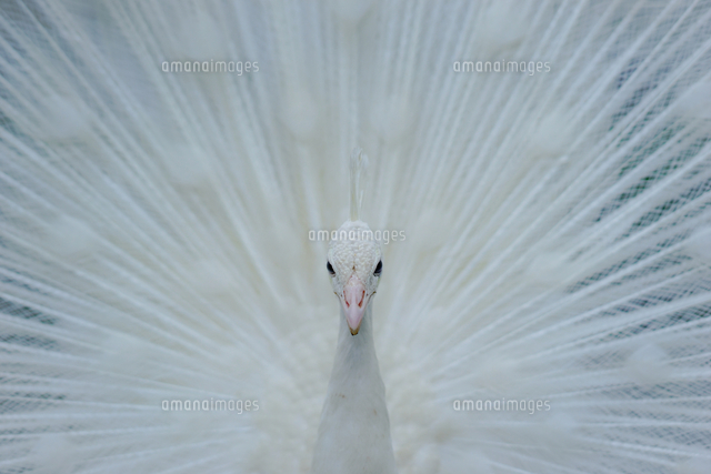 白孔雀 の写真素材 イラスト素材 アマナイメージズ