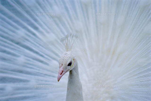 白孔雀[10897001084]の写真・イラスト素材｜アマナイメージズ