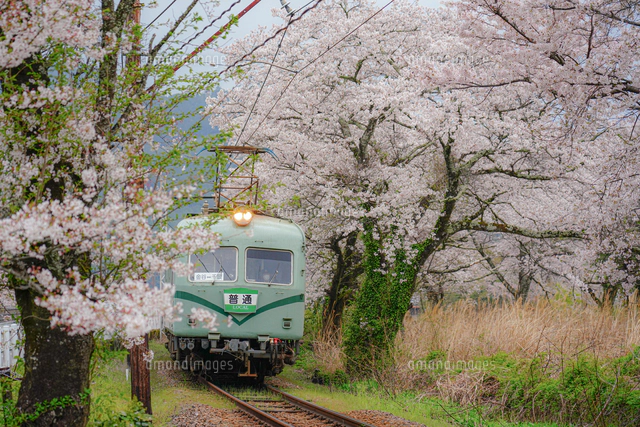 満開の桜と大井川鐵道21000系[10897001407]の写真・イラスト素材