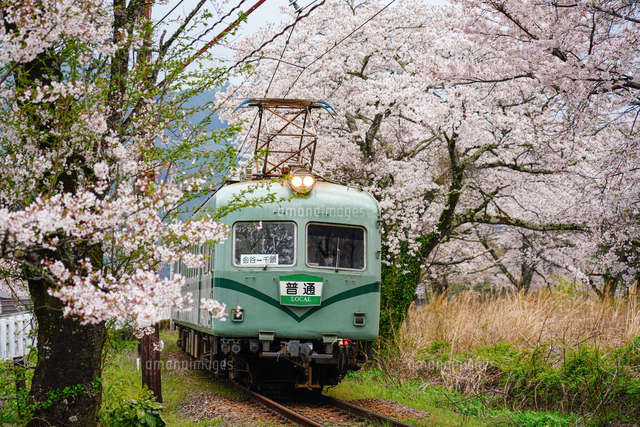流行り の ブランド 鉄道模型風景 鉄道と桜の風景、愛媛県宇和島
