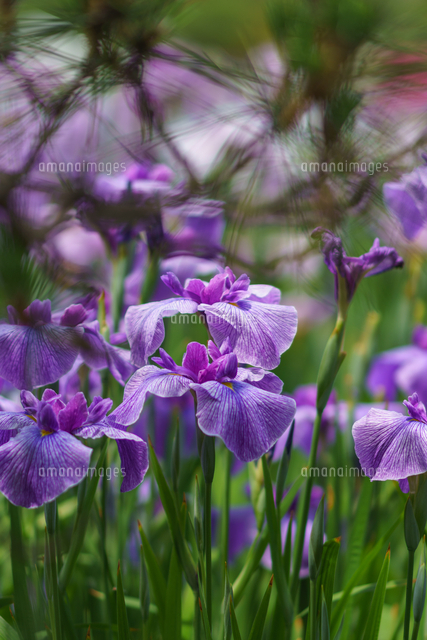 花菖蒲 の写真素材 イラスト素材 アマナイメージズ