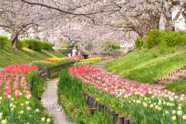 江川せせらぎ緑道のチューリップと桜の風景[10897002725]の写真
