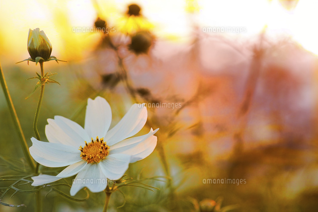 夕日をあびたコスモスの花 の写真素材 イラスト素材 アマナイメージズ