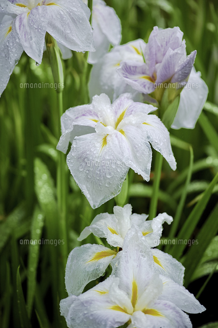 雨に濡れたハナショウブ の写真素材 イラスト素材 アマナイメージズ