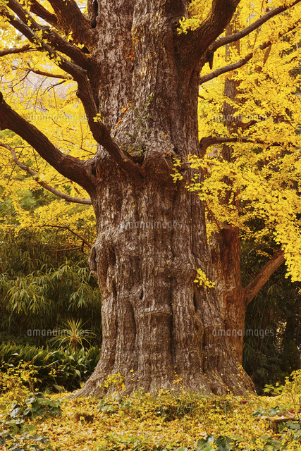 色づいた日比谷公園松本楼前の首掛け銀杏[10898001038]の写真