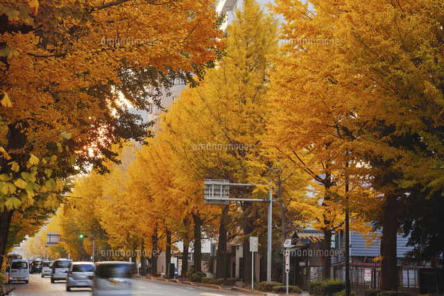 黄葉した甲州街道銀杏並木 の写真素材 イラスト素材 アマナイメージズ