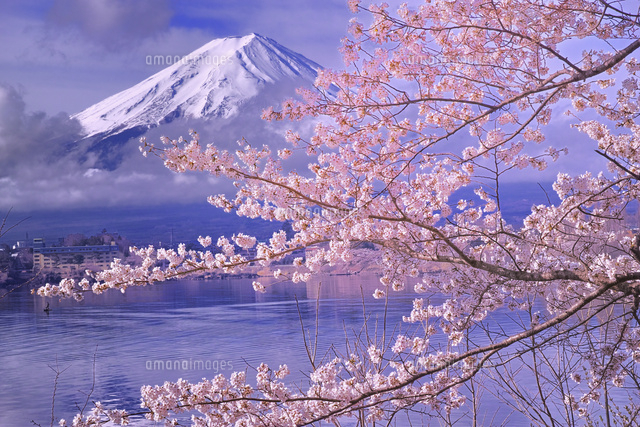 桜咲く河口湖から望む富士山 の写真素材 イラスト素材 アマナイメージズ