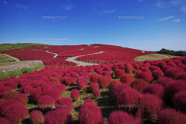 紅葉したコキア[10899000097]の写真・イラスト素材｜アマナ