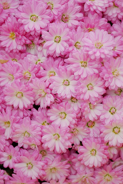 ピンクのキクの花 の写真素材 イラスト素材 アマナイメージズ
