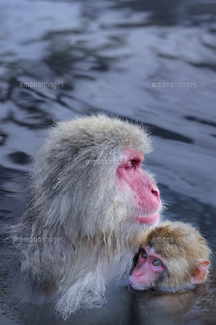 温泉に入る親子猿[10899000358]の写真・イラスト素材｜アマナイメージズ
