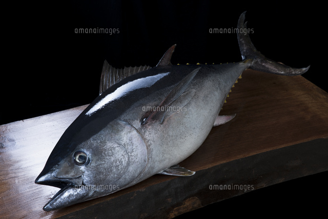 鮪 の写真素材 イラスト素材 アマナイメージズ