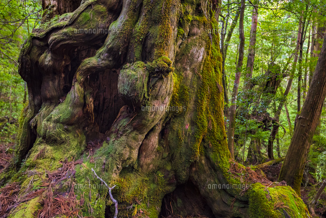 屋久島 仏陀杉 の写真素材 イラスト素材 アマナイメージズ