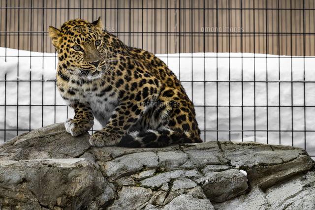 アムールヒョウ の写真素材 イラスト素材 アマナイメージズ
