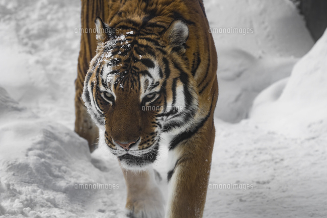 アムールトラ の写真素材 イラスト素材 アマナイメージズ