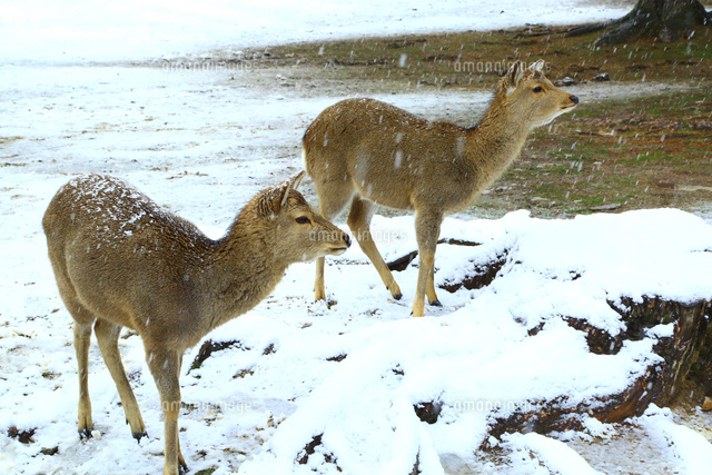 奈良公園 シカと雪 の写真素材 イラスト素材 アマナイメージズ 奈良公園 シカと雪 の写真素材 イラスト素材 アマナイメージズ