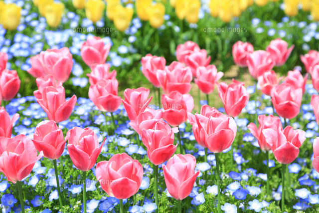 チューリップの花 の写真素材 イラスト素材 アマナイメージズ チューリップの花 の写真素材 イラスト素材 アマナイメージズ
