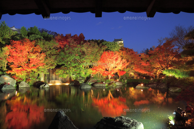 姫路城 好古園の紅葉ライトアップ の写真素材 イラスト素材 アマナイメージズ