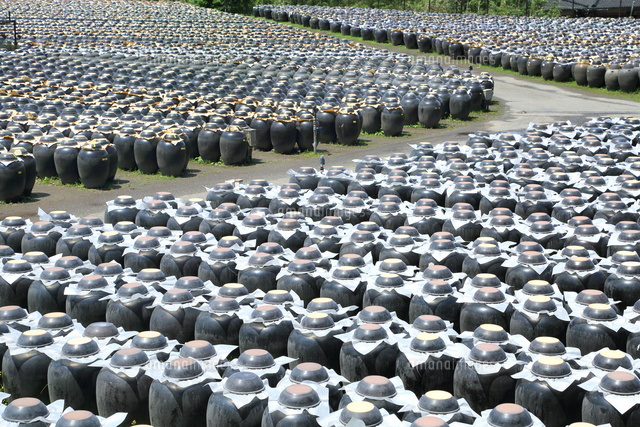 黒酢の壺畑 の写真素材 イラスト素材 アマナイメージズ