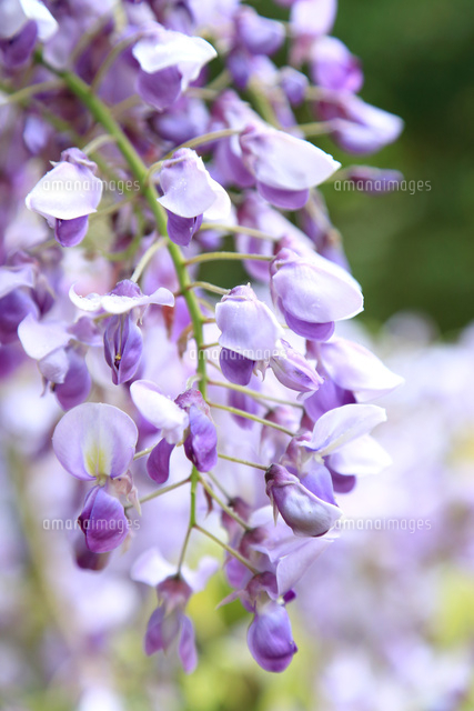 みやまの里森林公園 フジの花 の写真素材 イラスト素材 アマナイメージズ