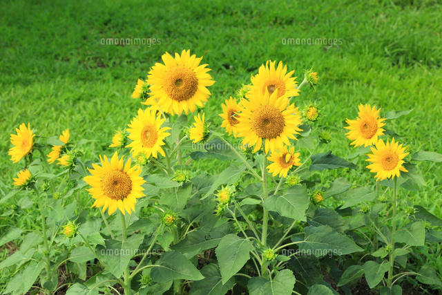 馬見丘陵公園 ヒマワリの花 の写真素材 イラスト素材 アマナイメージズ