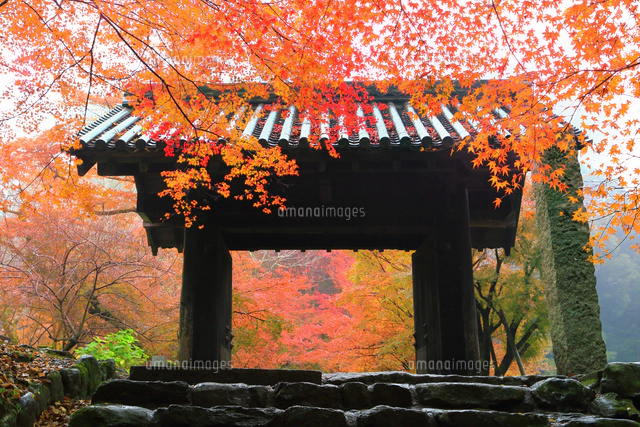 紅葉の秋月城跡 黒門[10922001582]の写真・イラスト素材｜アマナイメージズ