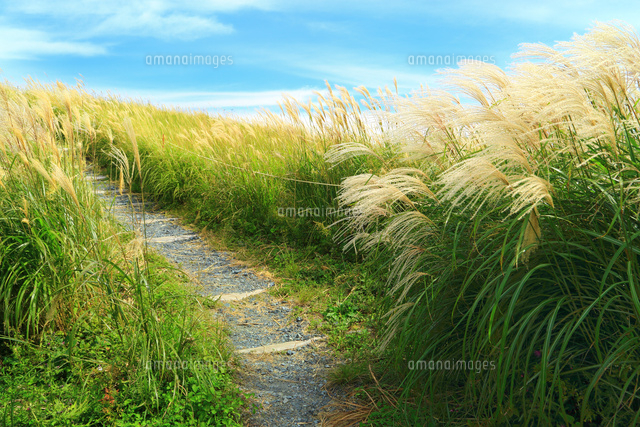生石高原のススキ の写真素材 イラスト素材 アマナイメージズ