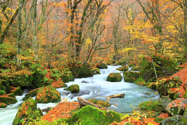 秋の奥入瀬渓流 阿修羅の流れ[10922001525]の写真・イラスト素材