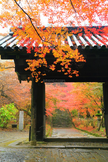 紅葉の秋月城跡 黒門[10922001582]の写真・イラスト素材｜アマナイメージズ